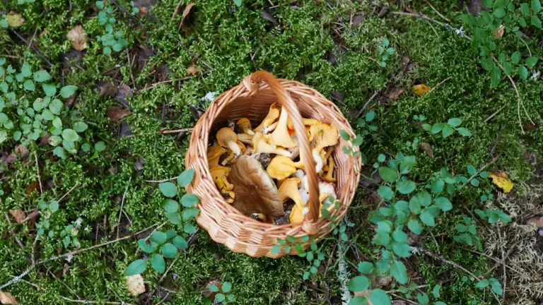 Grybavimo išvyka rugpjūtį: saugus planas iki 20 dienos