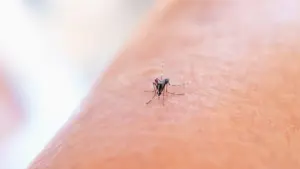 Uodas ant žmogaus odos, iliustruojantis vabzdžių įkandimų ir infekcijų pavojų gamtoje.