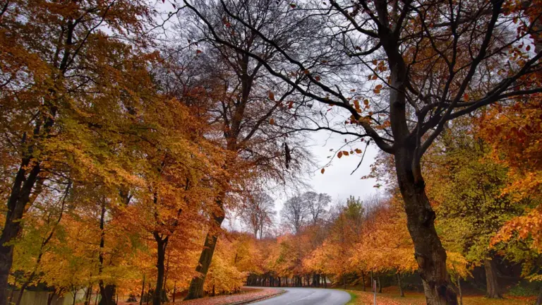 Rugsėjo 1-ąją prasideda meteorologinis ruduo: 10 patikrų