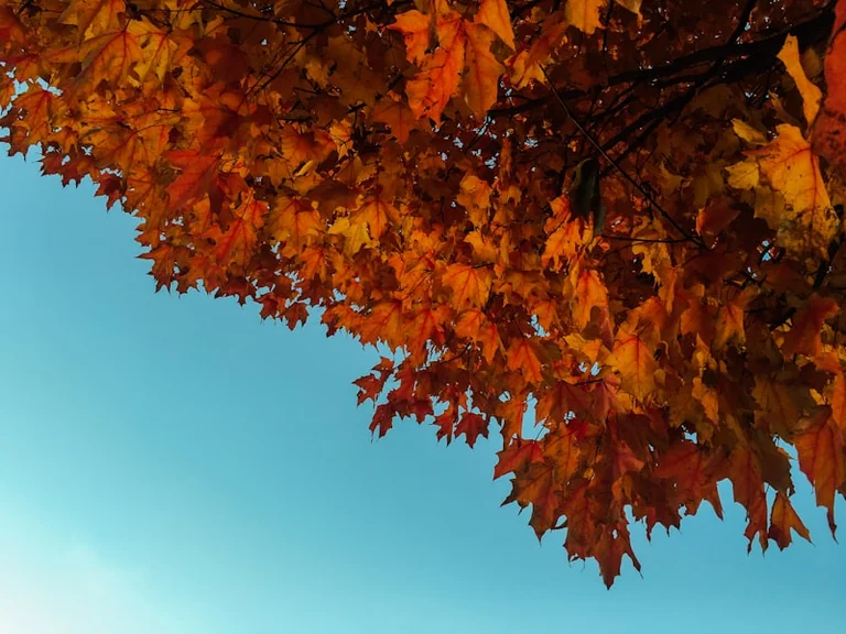 Rugsėjo 1-ąją prasideda meteorologinis ruduo: 10 patikrų