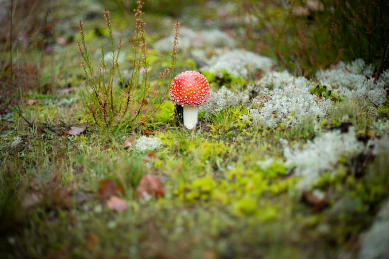 Rudens lygiadienis Lietuvoje: ką reiškė sezonų kaita