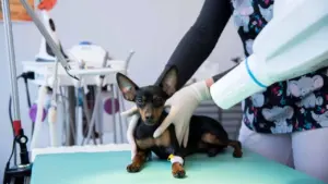 Vilniaus veterinarų pacientai – nuo šunų iki vorų