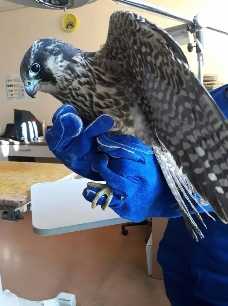 Vilniaus veterinarų pacientai – nuo šunų iki vorų