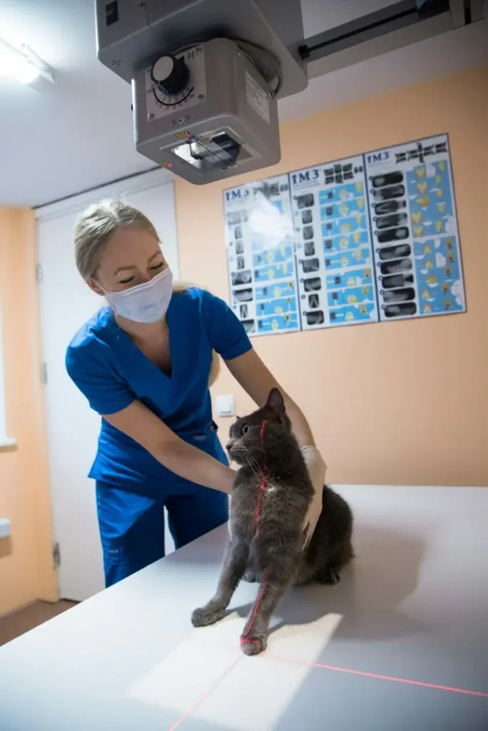 Vilniaus veterinarų pacientai – nuo šunų iki vorų