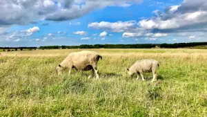 Pievų plotai neįtraukti į 20 mln. eurų paramos projektą