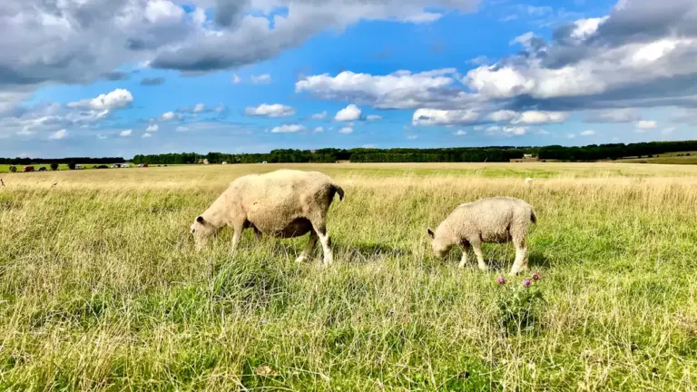 Pievų plotai neįtraukti į 20 mln. eurų paramos projektą